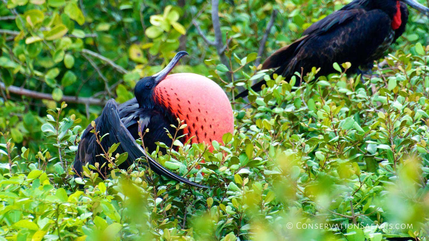 Galapagos Frigate Bird